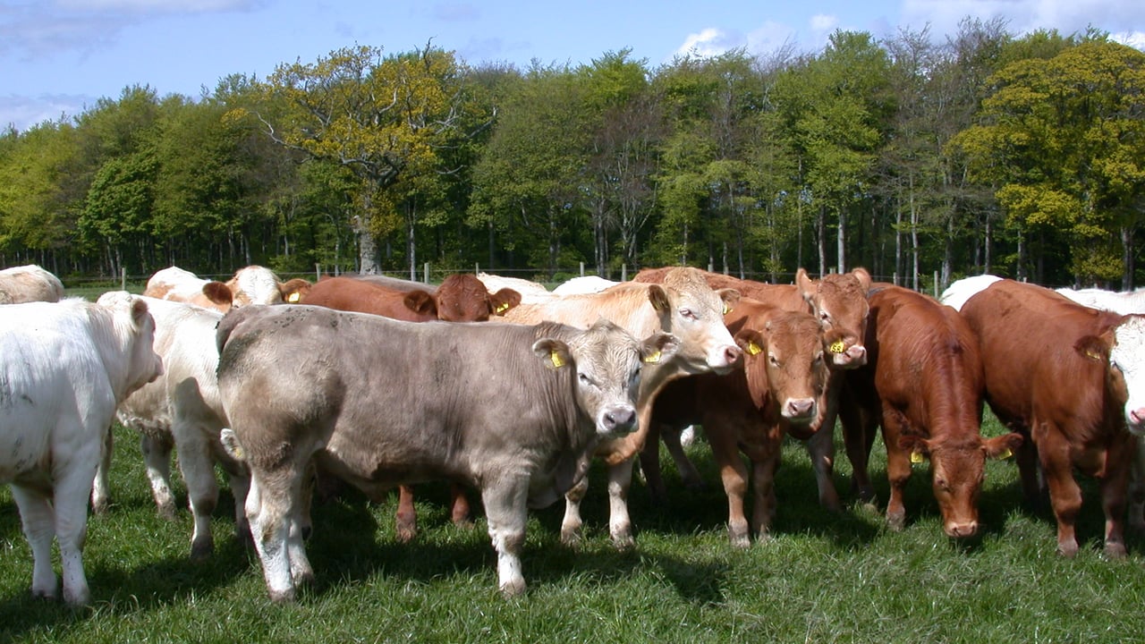 Top tips on keeping your calves healthy at weaning