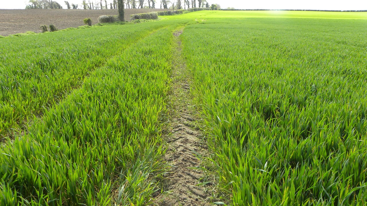 Here is the easiest way to control Black Grass in a direct drilling system