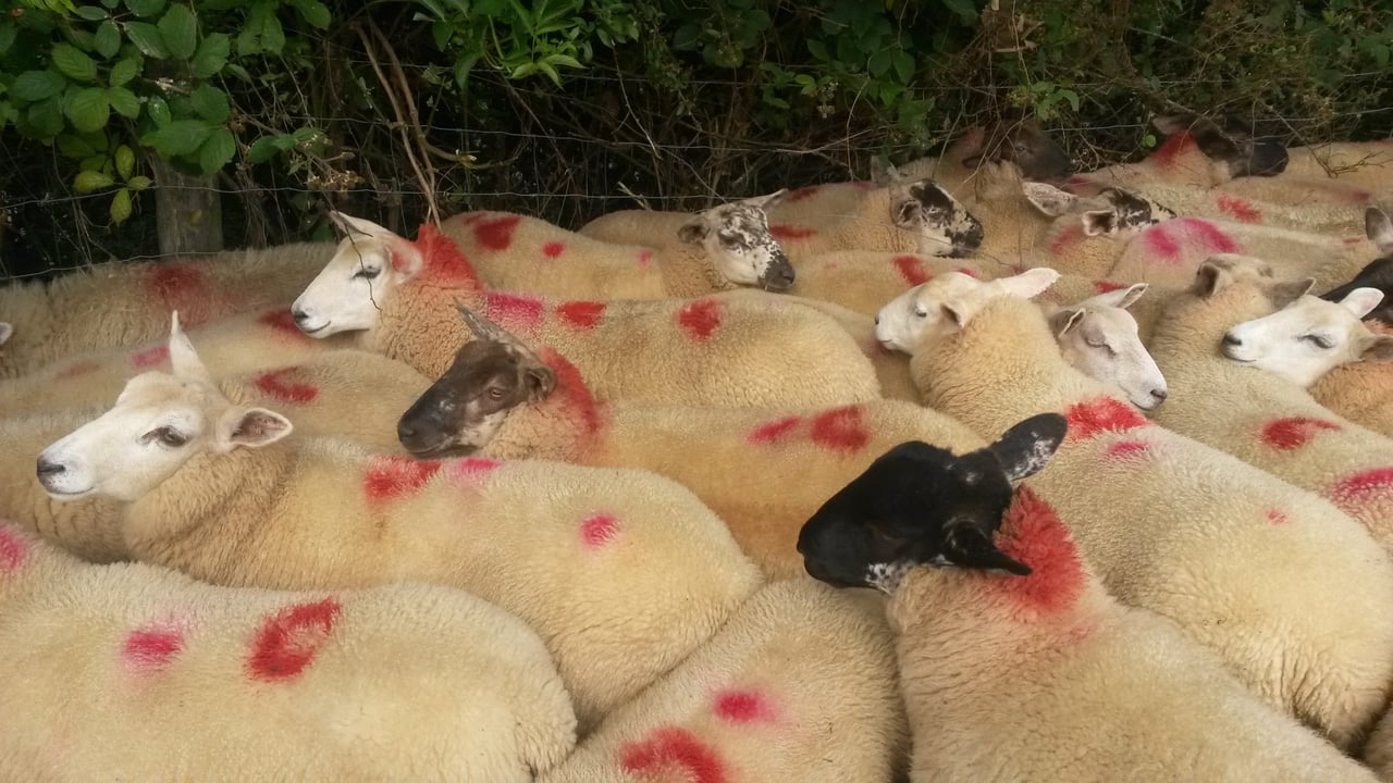 Why you should consider the costs when buying store lambs