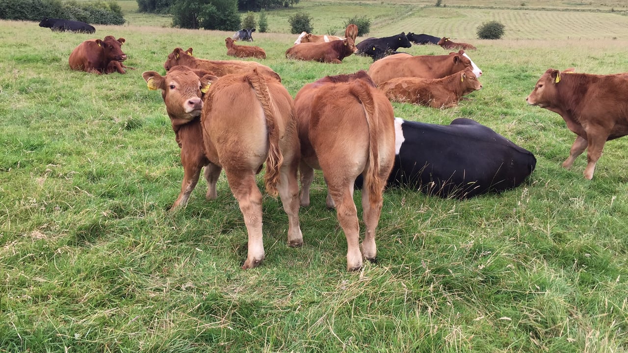 Cattle trade remains steady as farmers return to the ring after the Ploughing