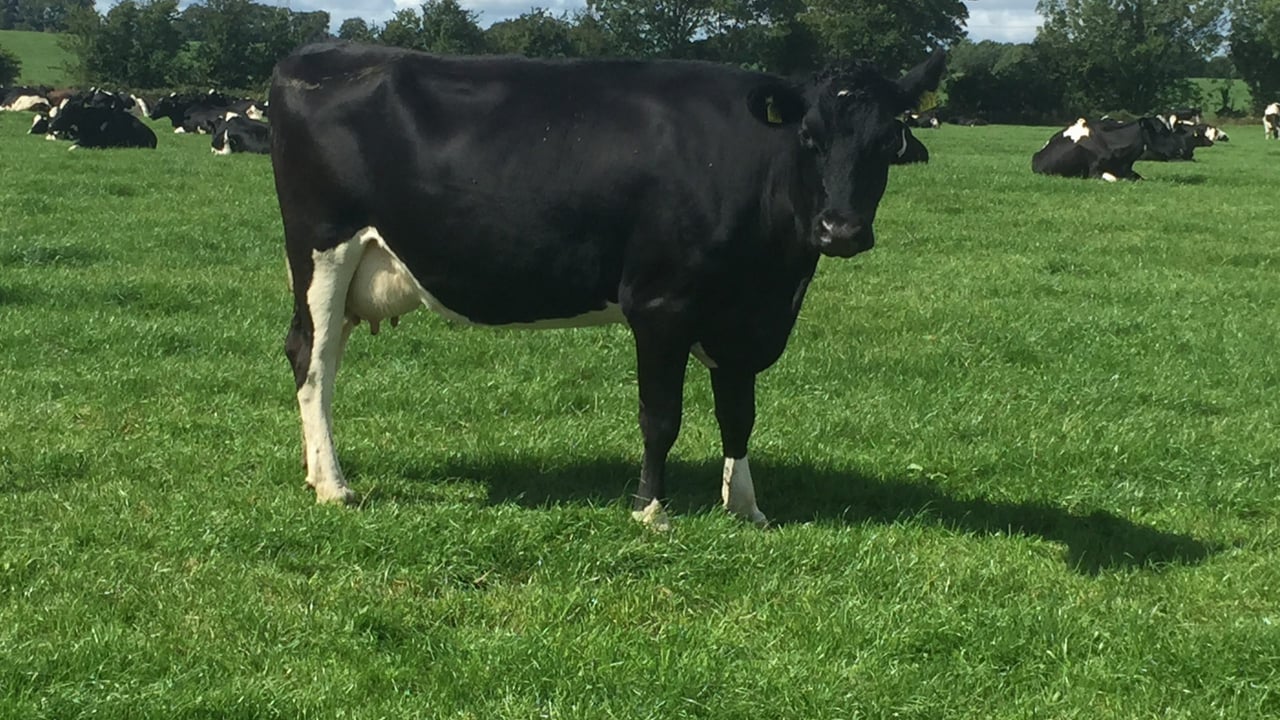 ‘Very good dairy farmers have little room to make cutbacks’