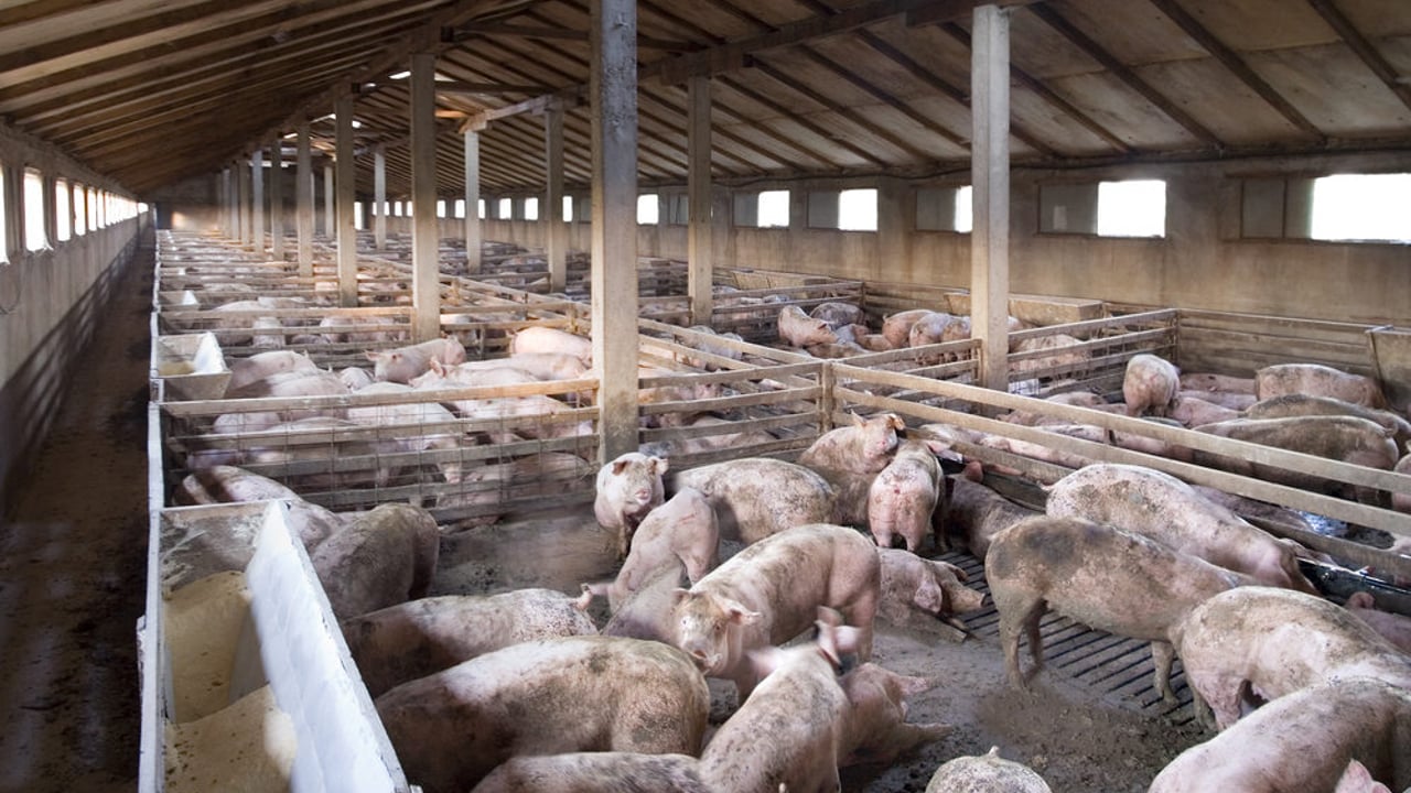 Additional EU support for dairy and pig farmers in Northern Ireland