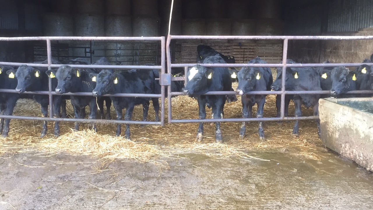 Popularity of Angus and Hereford sires rise in Northern dairy herds – LMC