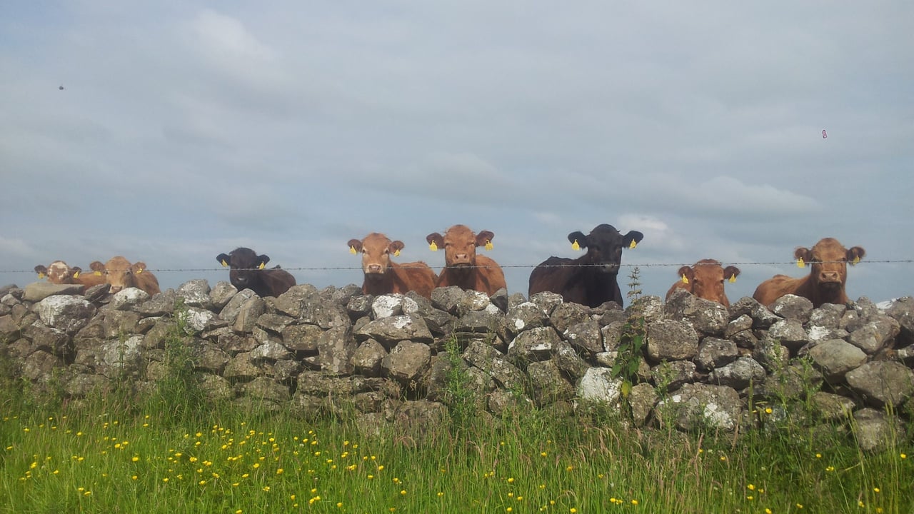 Organic farmers call for a relaxation of the annual certification process
