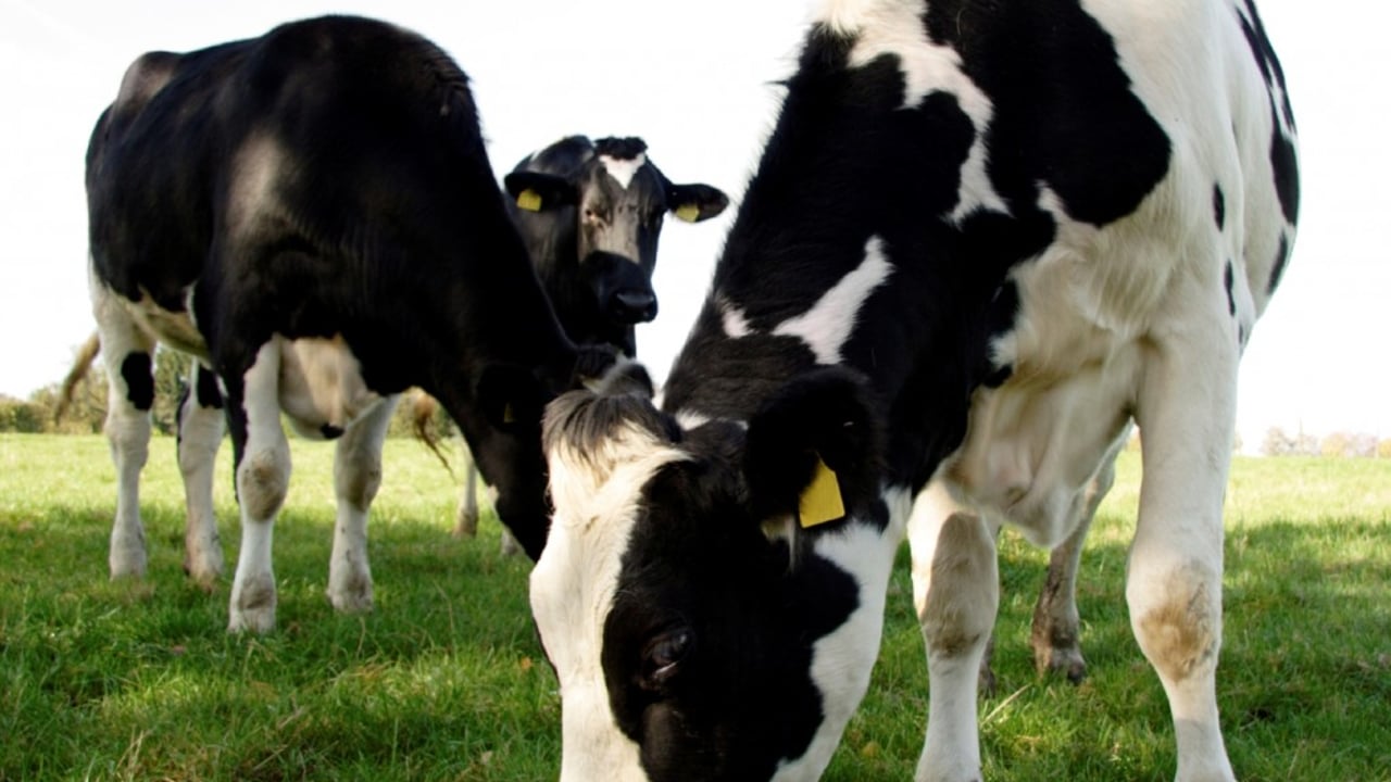 A US dairy farm has turned dung into electricity for 1,000 homes