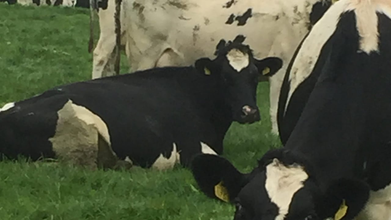 Low milk price likely to cause a jump in EU dairy slaughterings this year