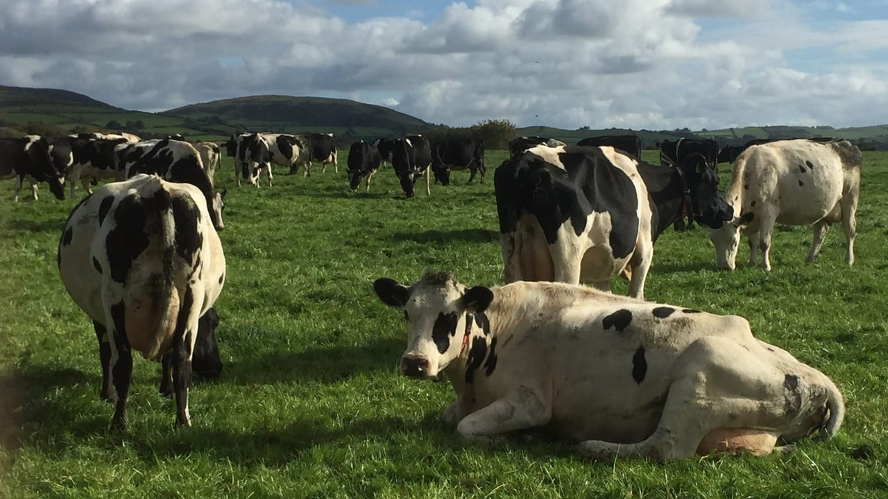 Dairy farmers – advice for 2016: ‘Keep it simple stupid’