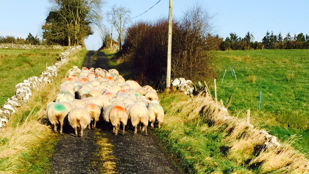 ‘EU sheepmeat output to remain stable but prices to fall in the short-term’