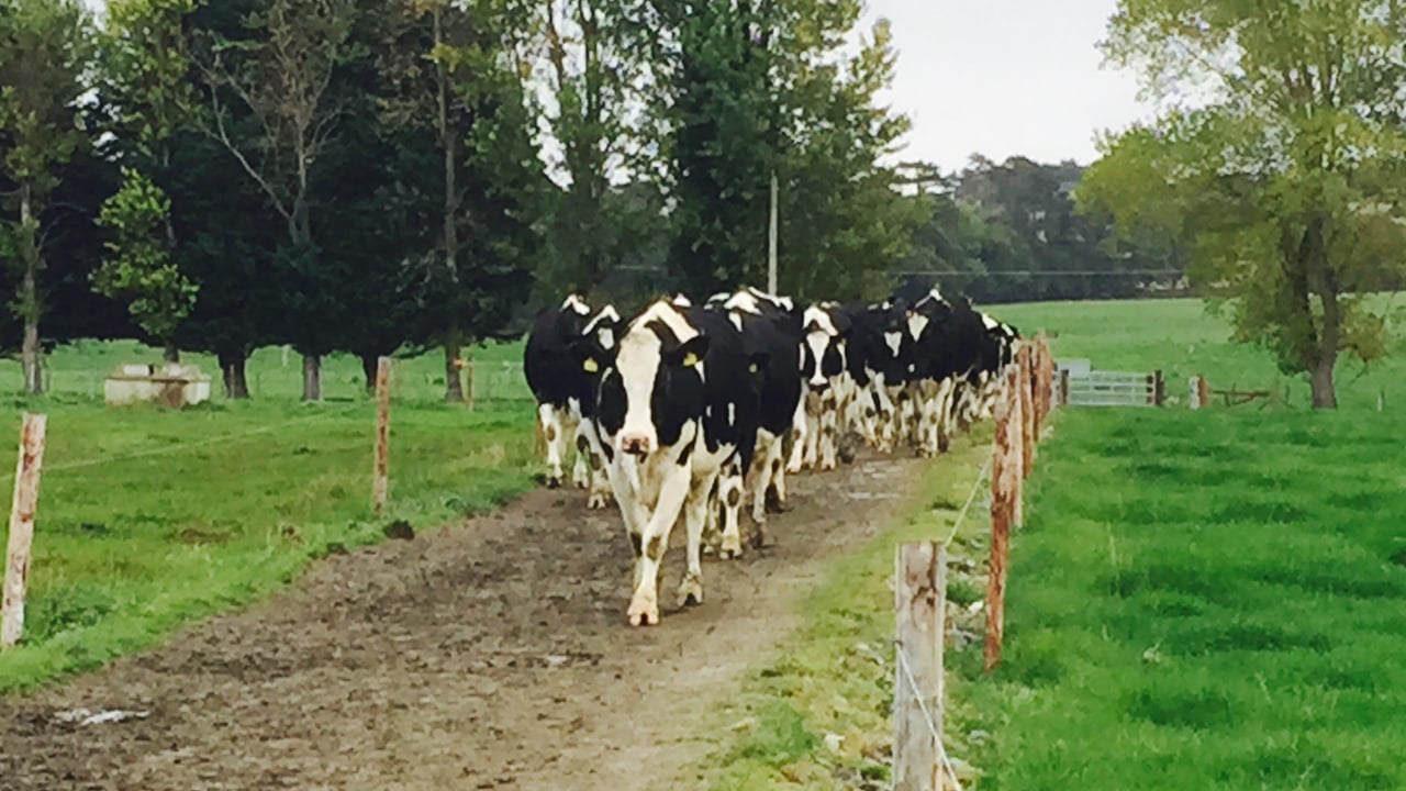 UK milk processor leads the pack with milk price increase