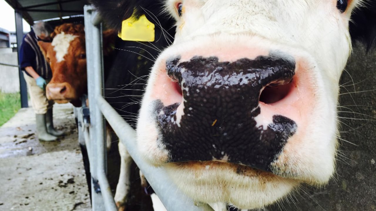 Fermanagh farmer fined for incorrect records caught after avoiding TB tests