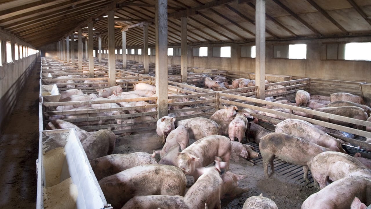 Exchange rates drive limited growth in pork market – Rabobank