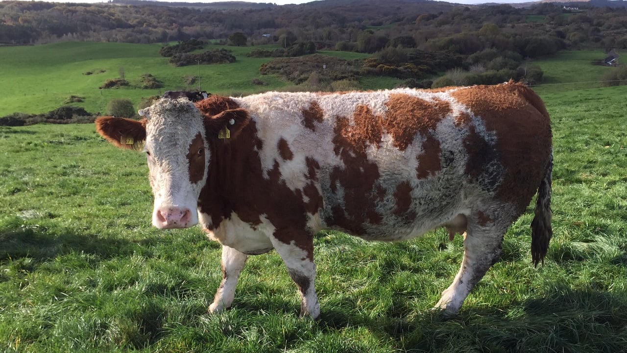 Imports of cull cows from Northern Ireland up 11% this year – LMC