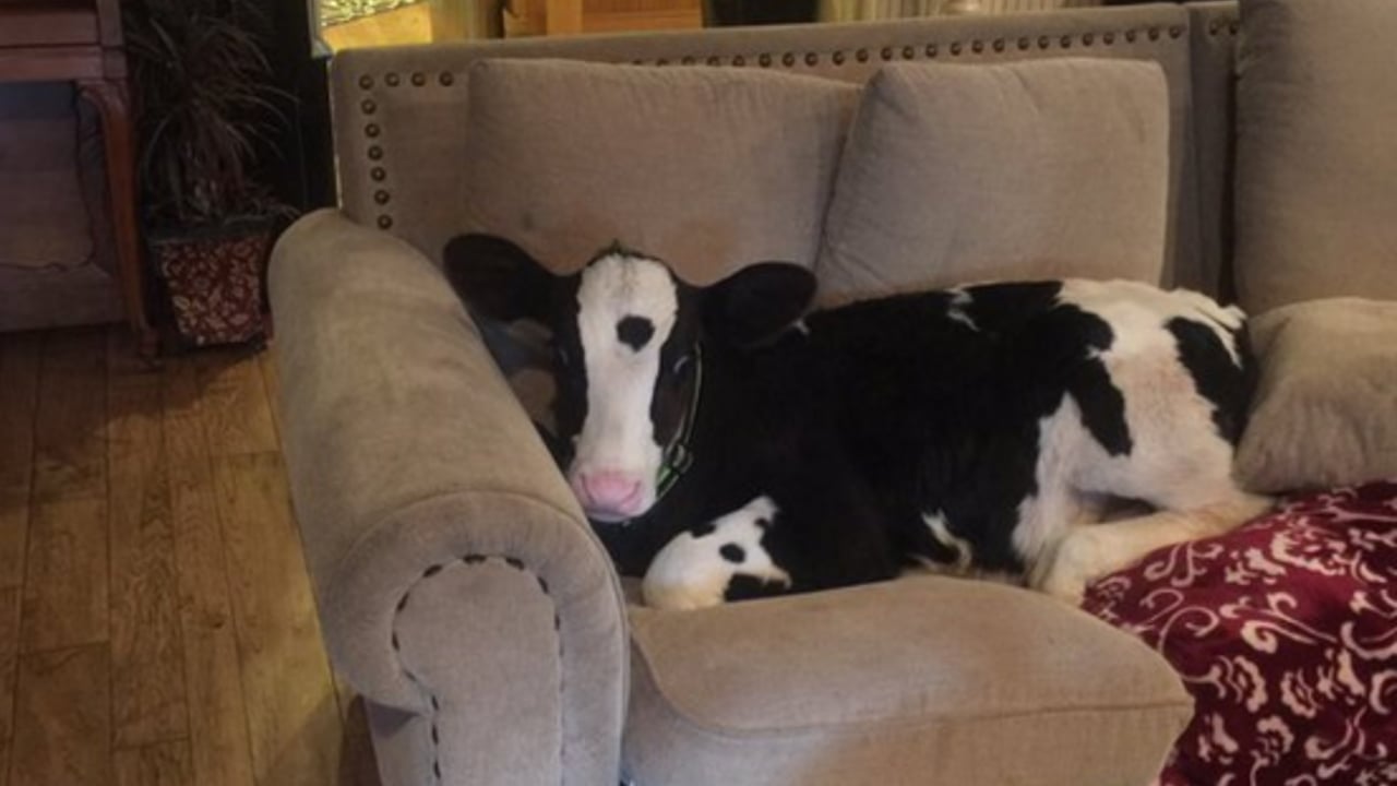 Friday feeling: This calf thinks it’s a dog…