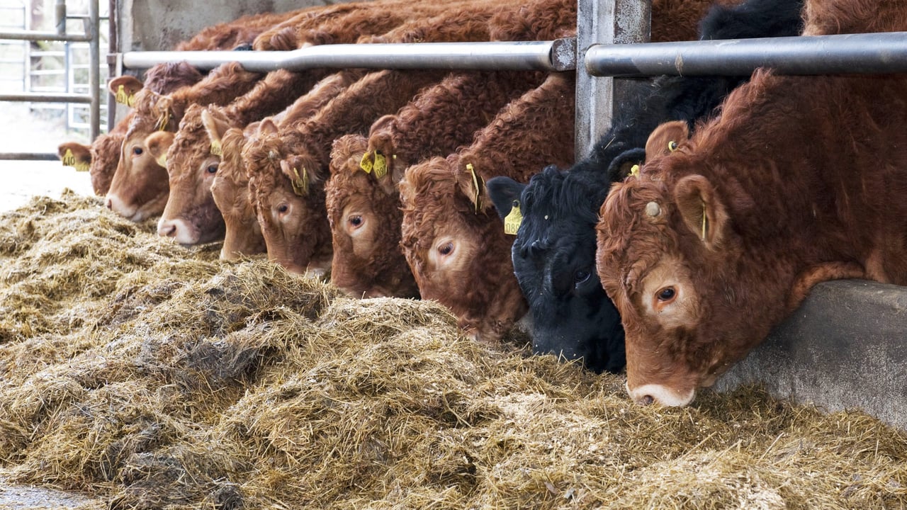 Feed mills expecting strong demand for fodder extender rations this winter