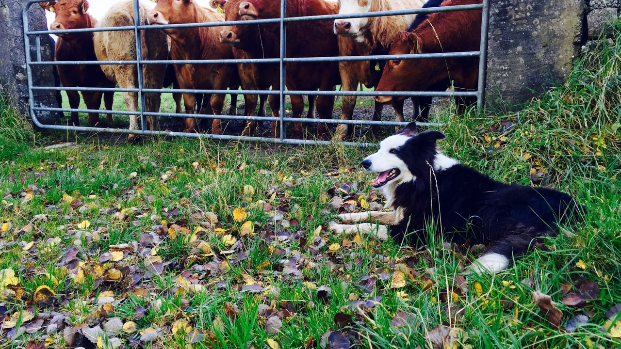 You’ve one week left to micro-chip and register your dog