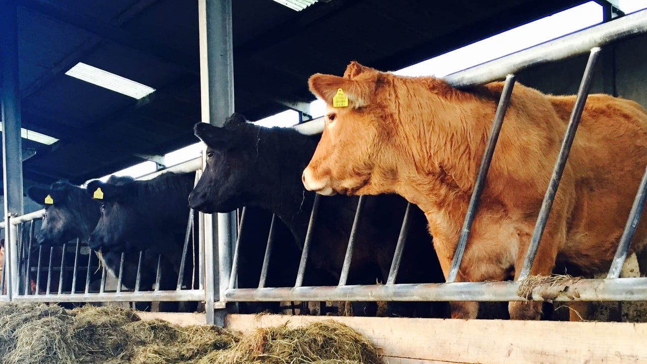 ‘Foolhardy in the extreme to curb the production of beef’ – Meat processors