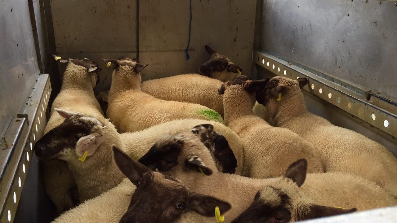 Over 14,000 Northern Irish spring lambs slaughtered in Ireland in two weeks – LMC