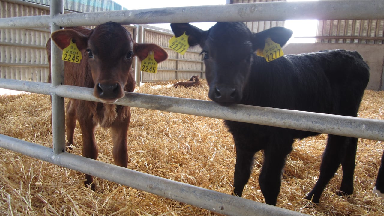 New rules brought in to combat bobby calf abuse in New Zealand