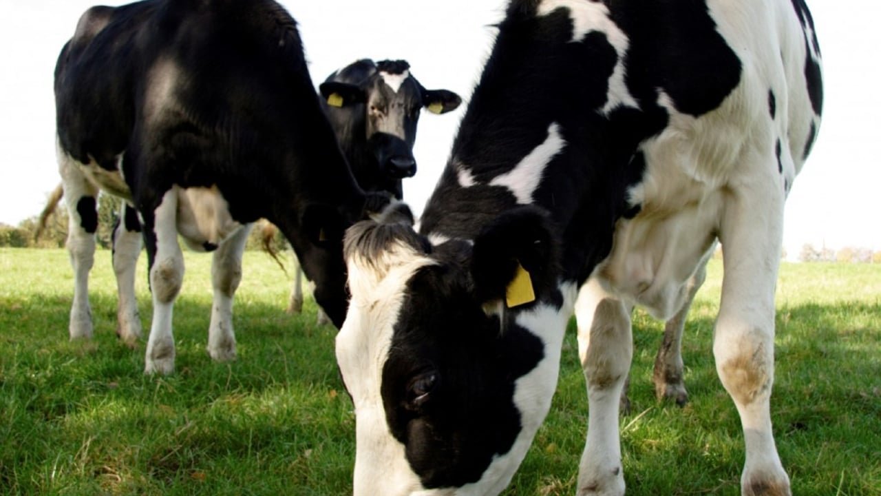 No solutions served up at crisis dairy meeting in Belfast