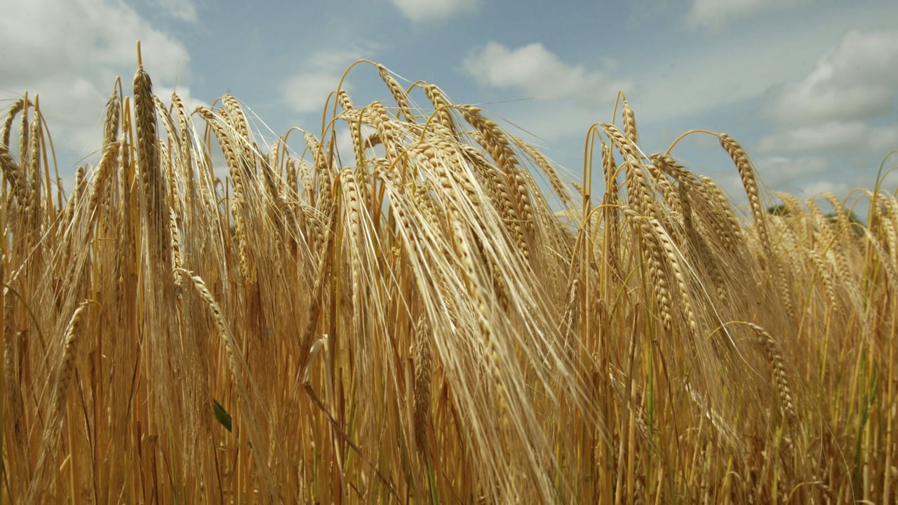 New, yield-breaking hybrid barley variety available in the UK this autumn