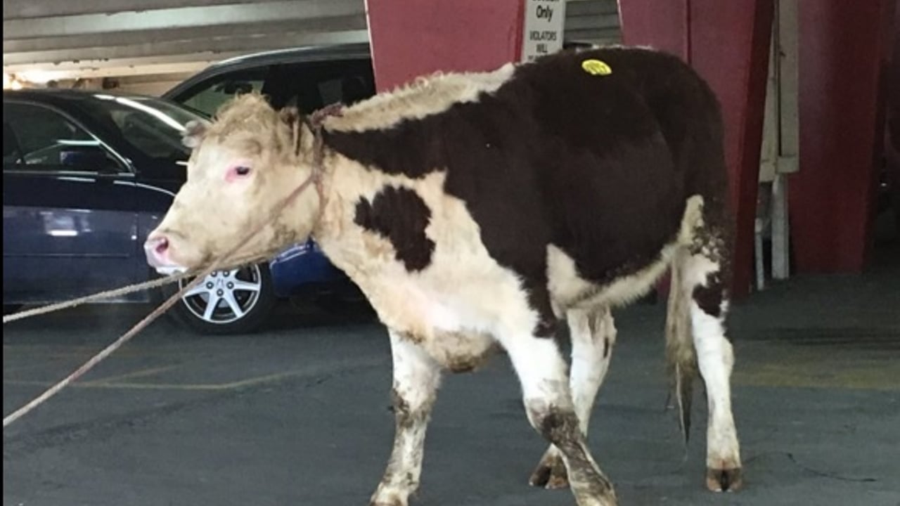 Tweets: Cow escapes abattoir – takes to the streets of New York