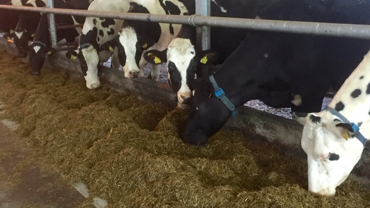 UK dairy margins continue to fall and the worst has yet to come