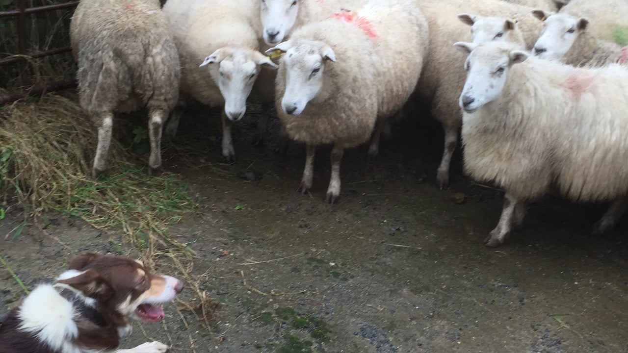 Imports of northern hoggets increase 34% in February due to stronger euro – LMC