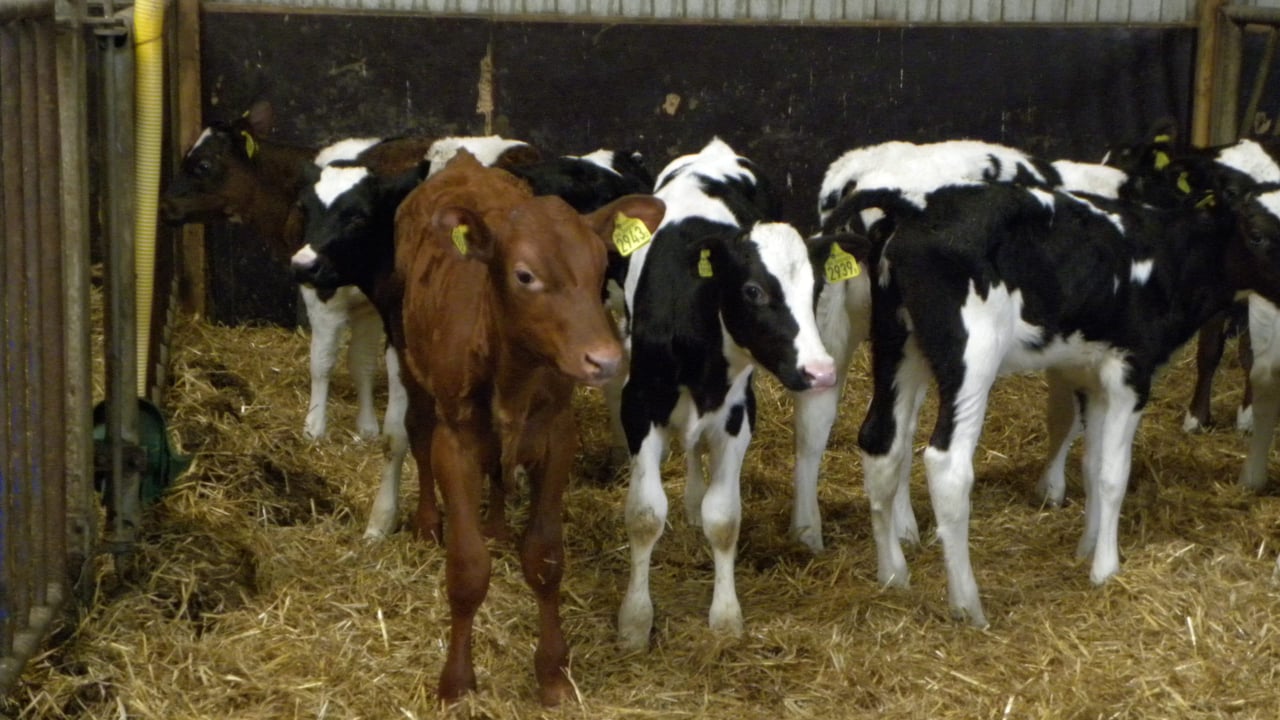 Dairy bull calves better shot than exported or mistreated, says animal welfare group