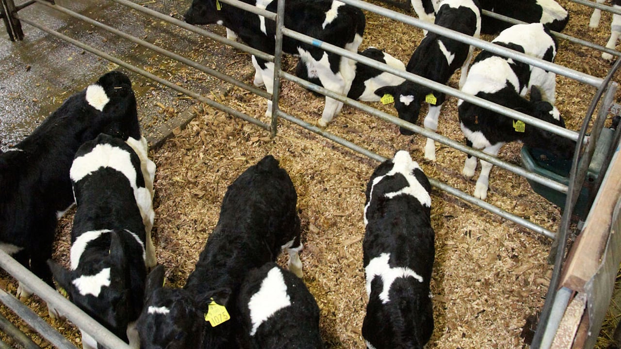 ABP now rearing 25,000 cattle under ‘Blade Farming’ system in the UK