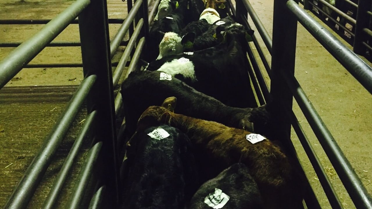 Over 4,000 ‘severe breaches’ of animal welfare rules at UK abattoirs – Report
