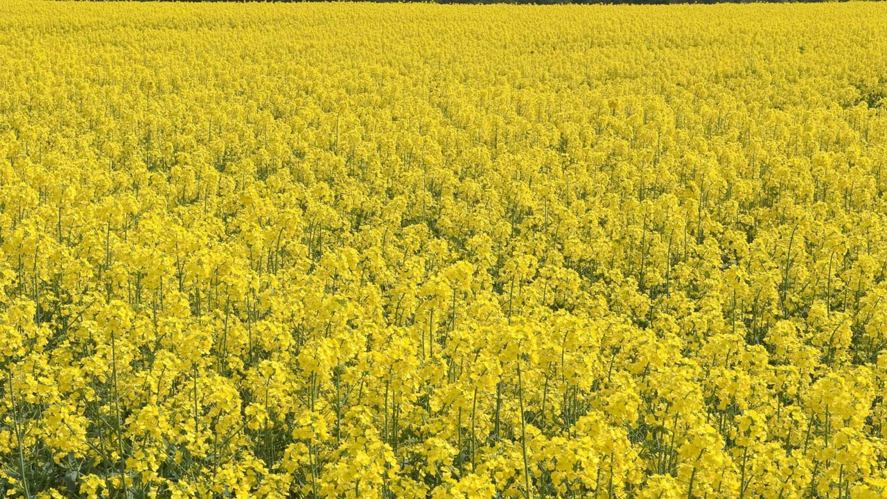 Did you ‘HEAR’ about this oilseed rape crop?