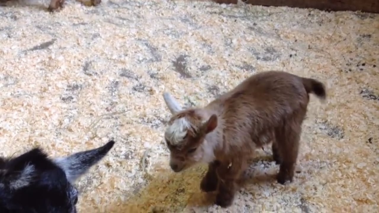 Video: New kid on the block at Boston zoo