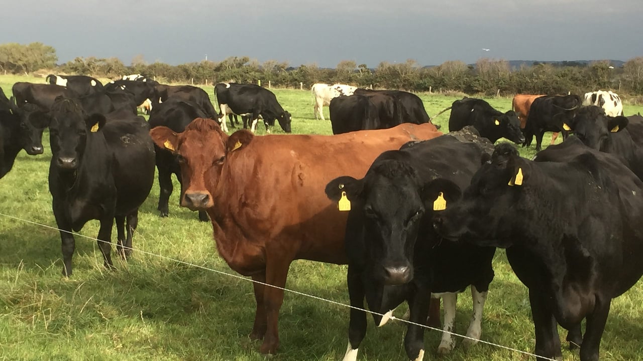 What average price can dairy farmers expect over the next five years?