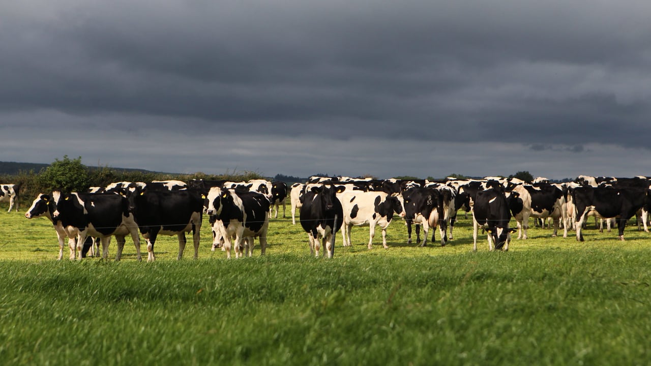 Milk production in November was ahead of 2015 levels