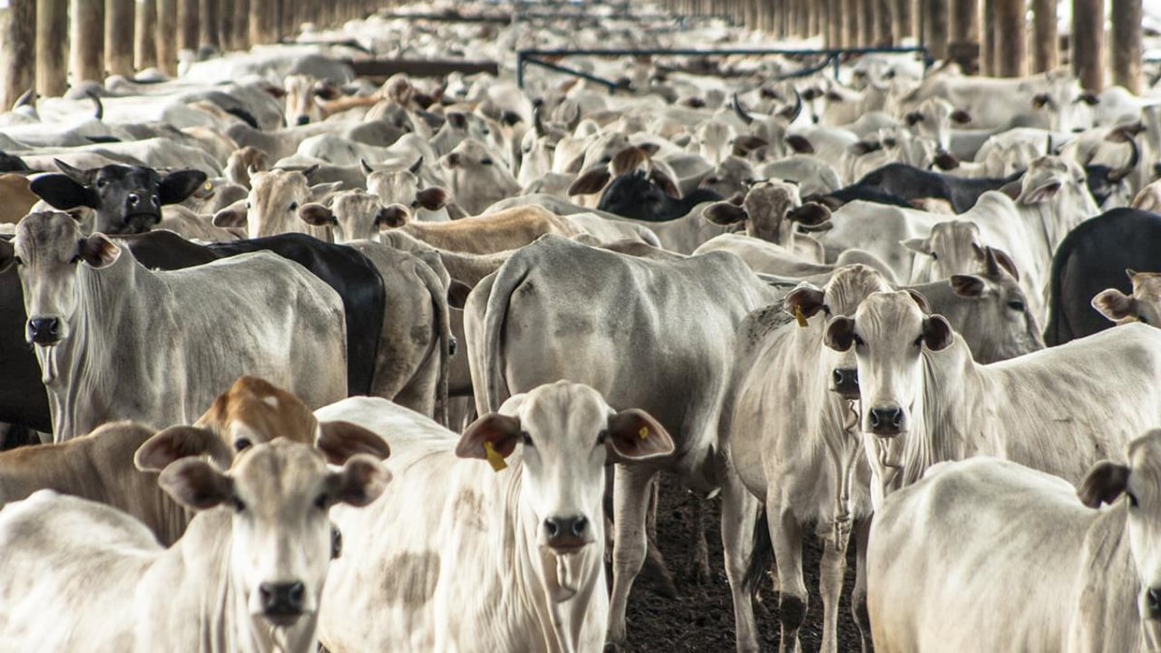Chinese beef and veal imports continue to grow this year