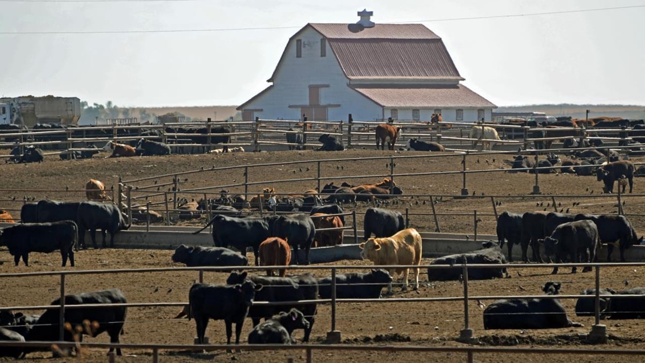 Volume of Australian beef in Europe up 13% this year