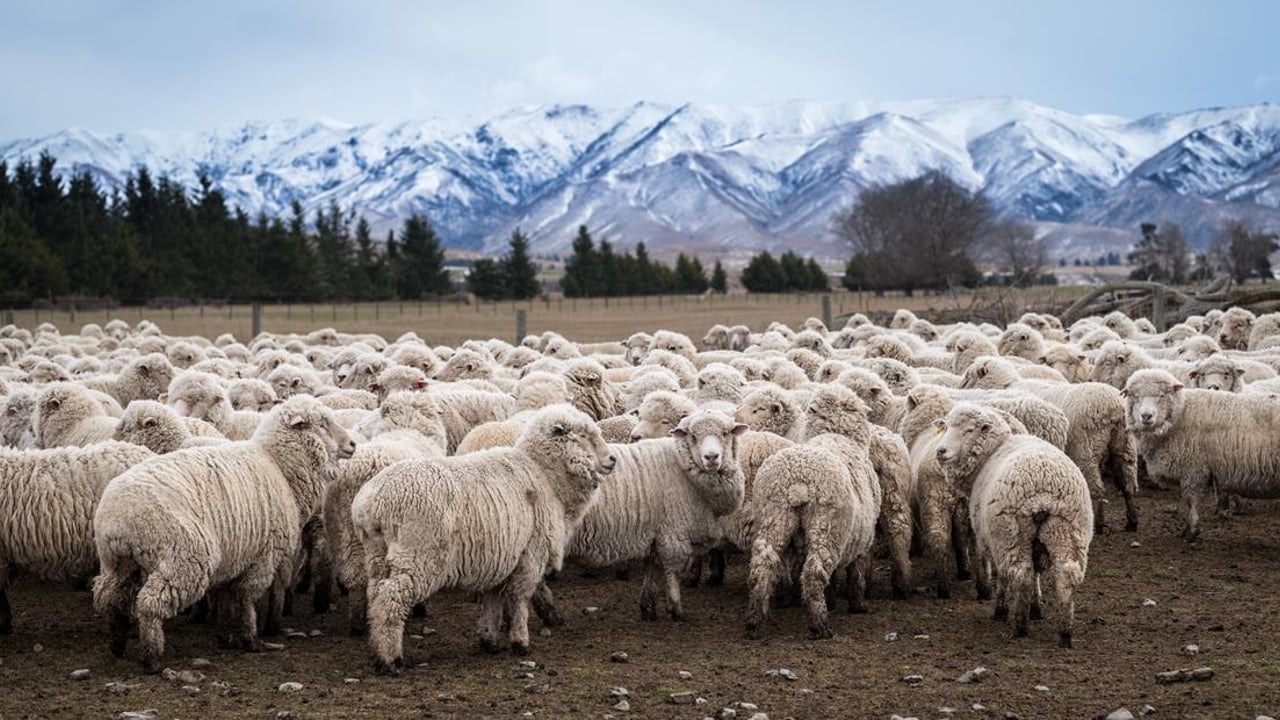 EU’s largest sheepmeat supplier sees lamb numbers drop in February