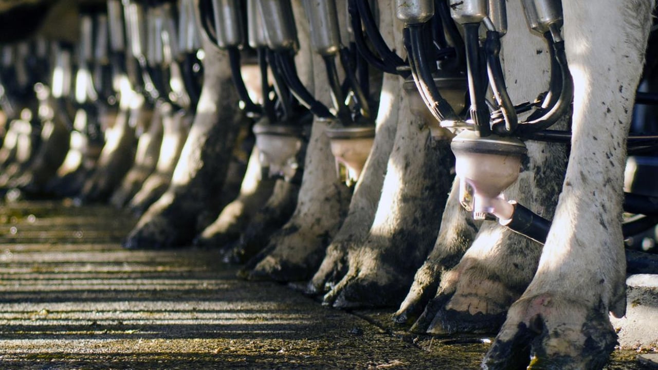More details emerge of the EU’s Milk Supply Reduction Scheme