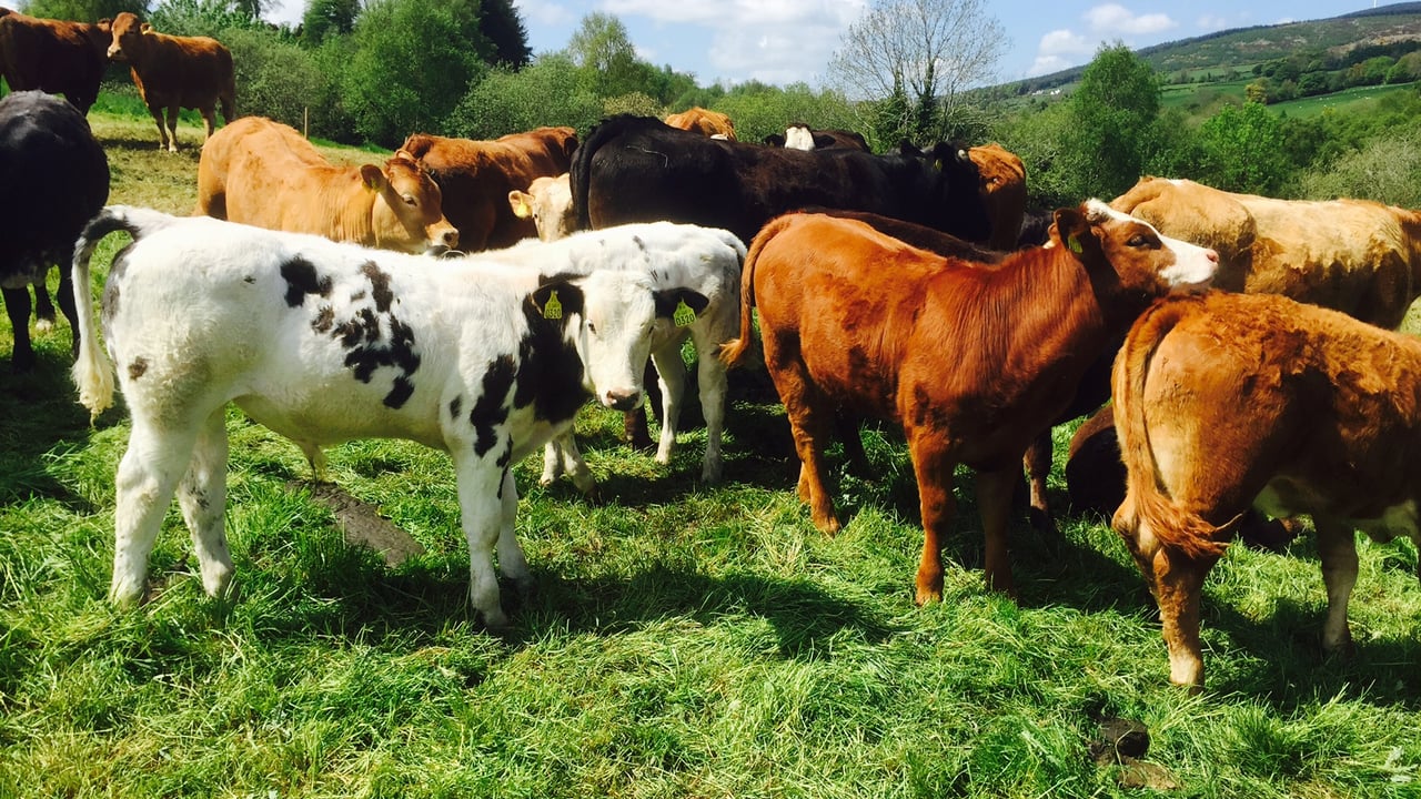 Beef cattle numbers remain tight as grass cattle are slow to come on stream