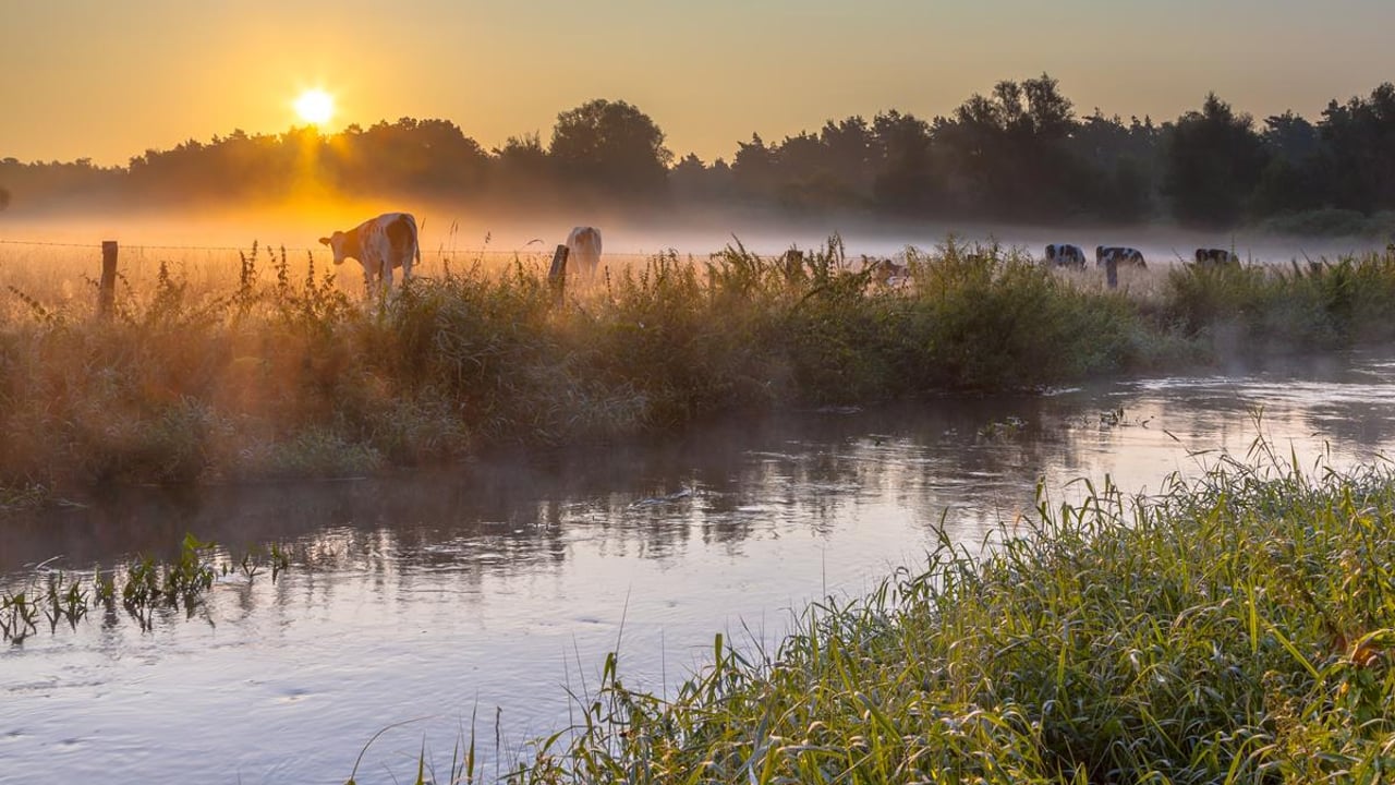 NZ farm orgs submit proposal on livestock access to waterbodies