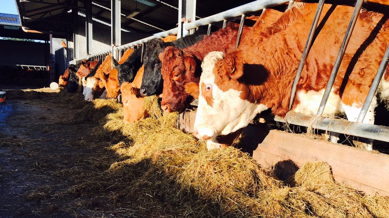 UK cattle trade steadies for the first time since March – AHDB
