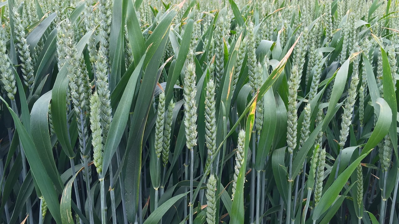New molecule could boost wheat yields by 20%