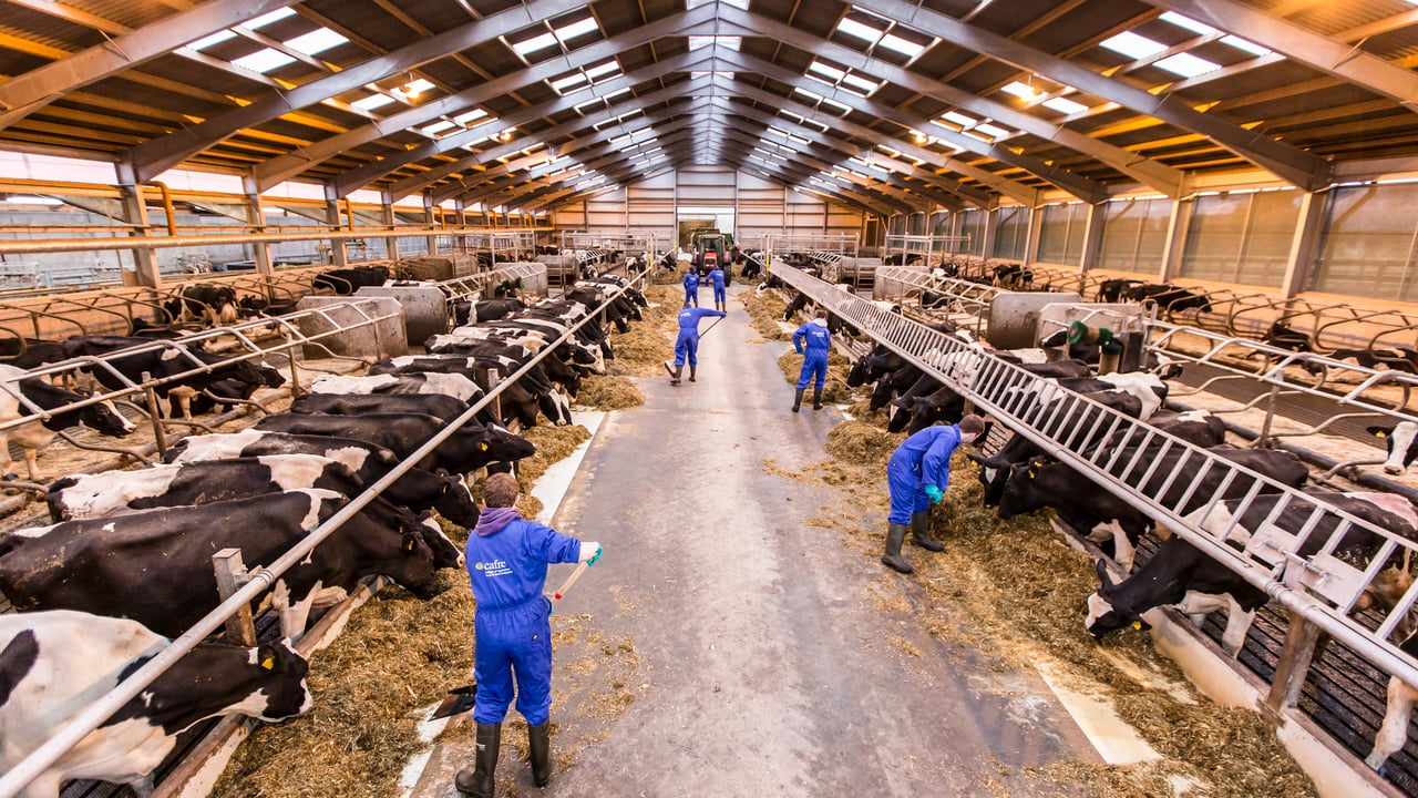 The changing face of US dairy industry – Cow numbers to reach 9.2m by 2024