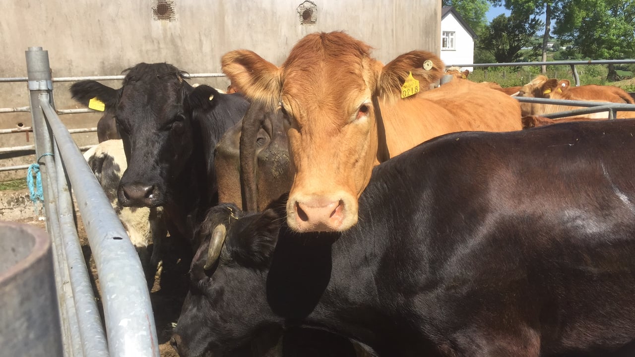 ‘High risk of liver fluke infection in livestock in Northern Ireland this winter’