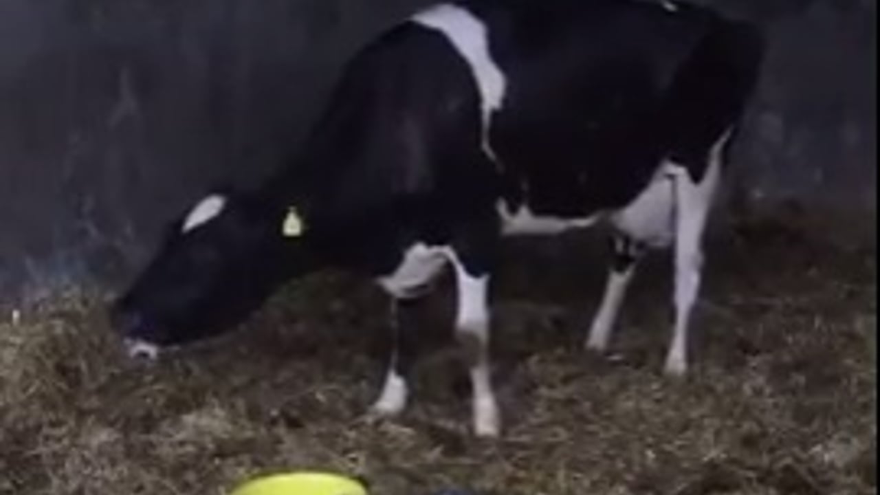 Agriland Vet: Treating Grass Tetany as rain drives grass growth