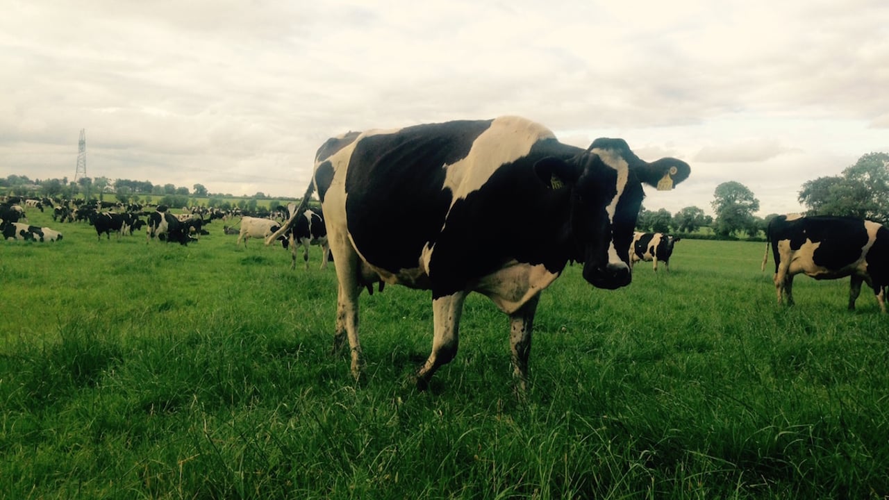Dutch dairy farmers paid more to produce milk from grazed grass