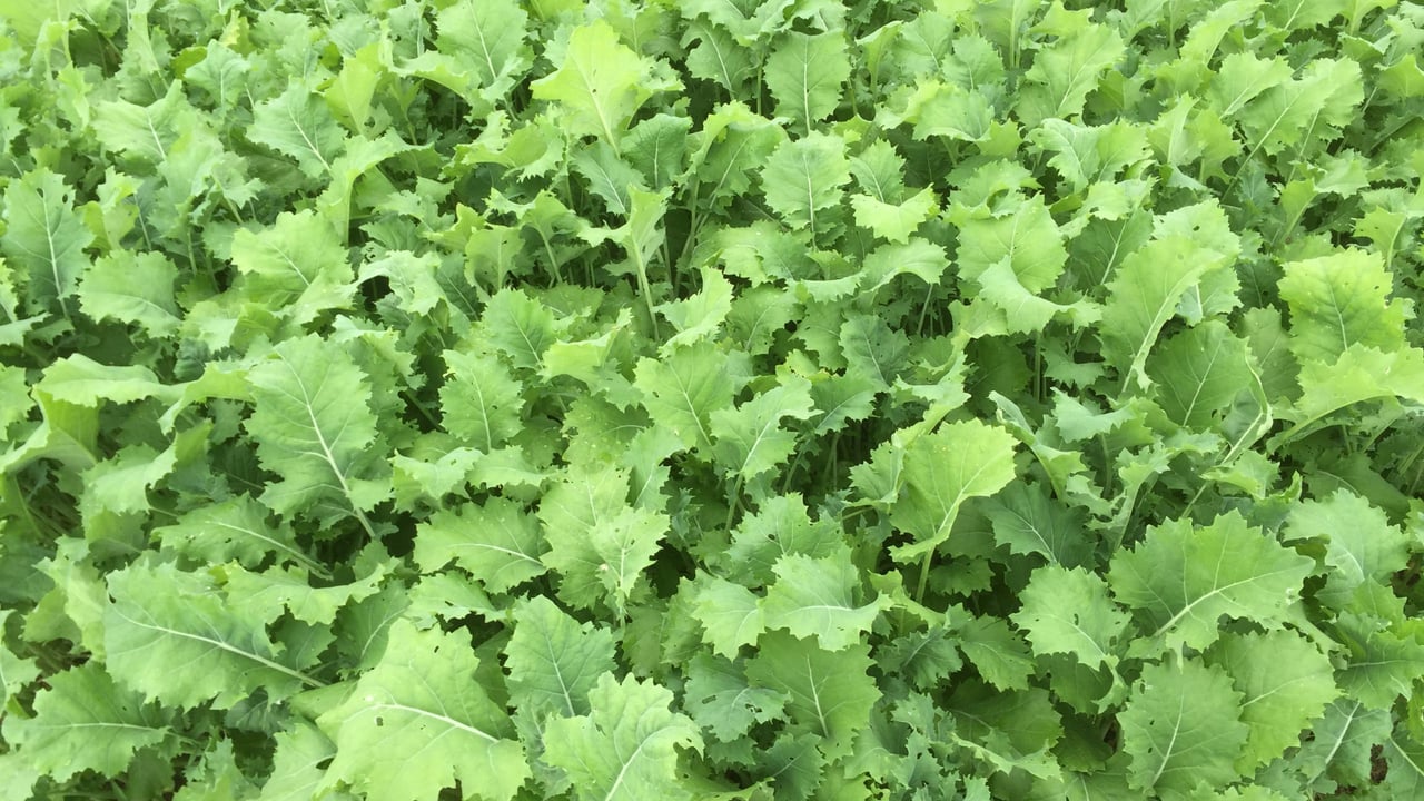 Should more farmers use forage crops as a winter feed?