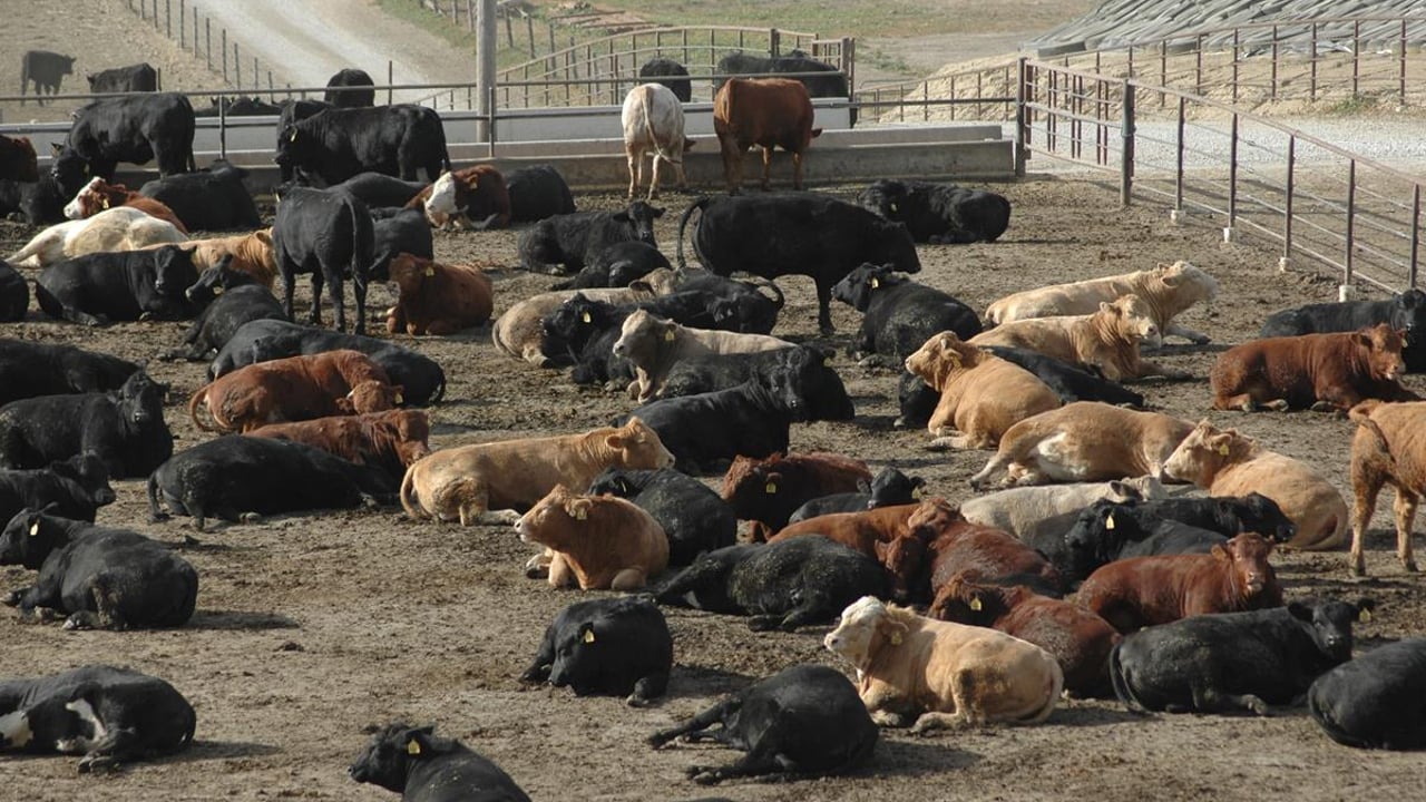 A higher bid has been placed on Australia’s largest cattle farm