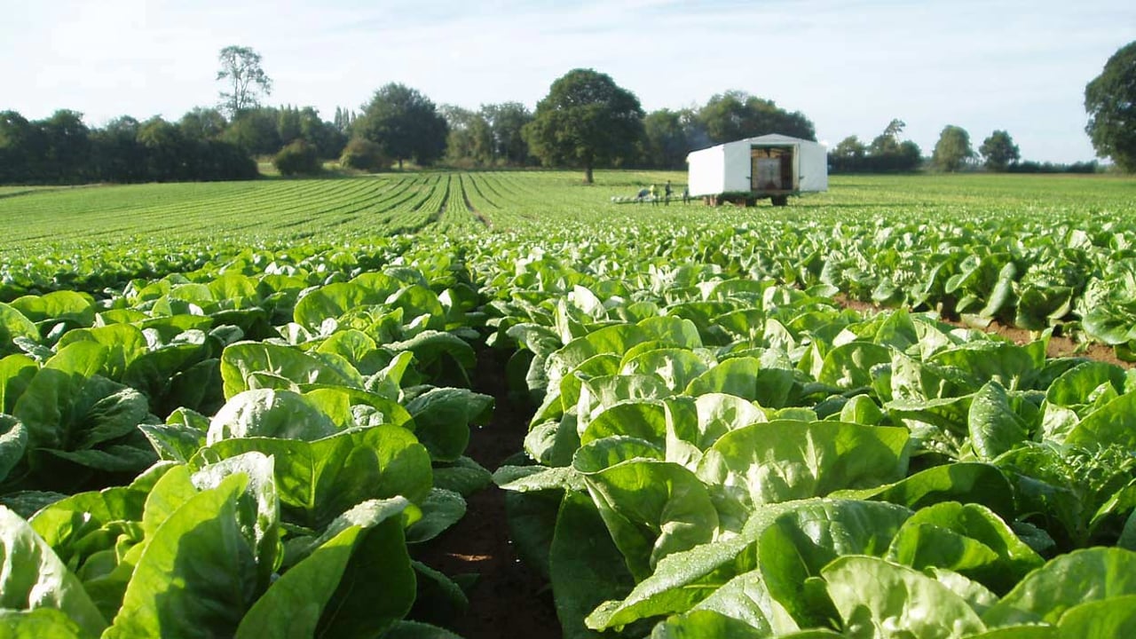 ‘Lack of labour on UK farms post-Brexit could have a devastating impact’