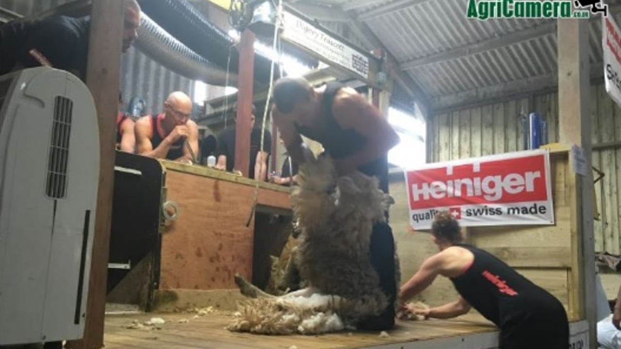 New Zealander sets new sheep shearing world record